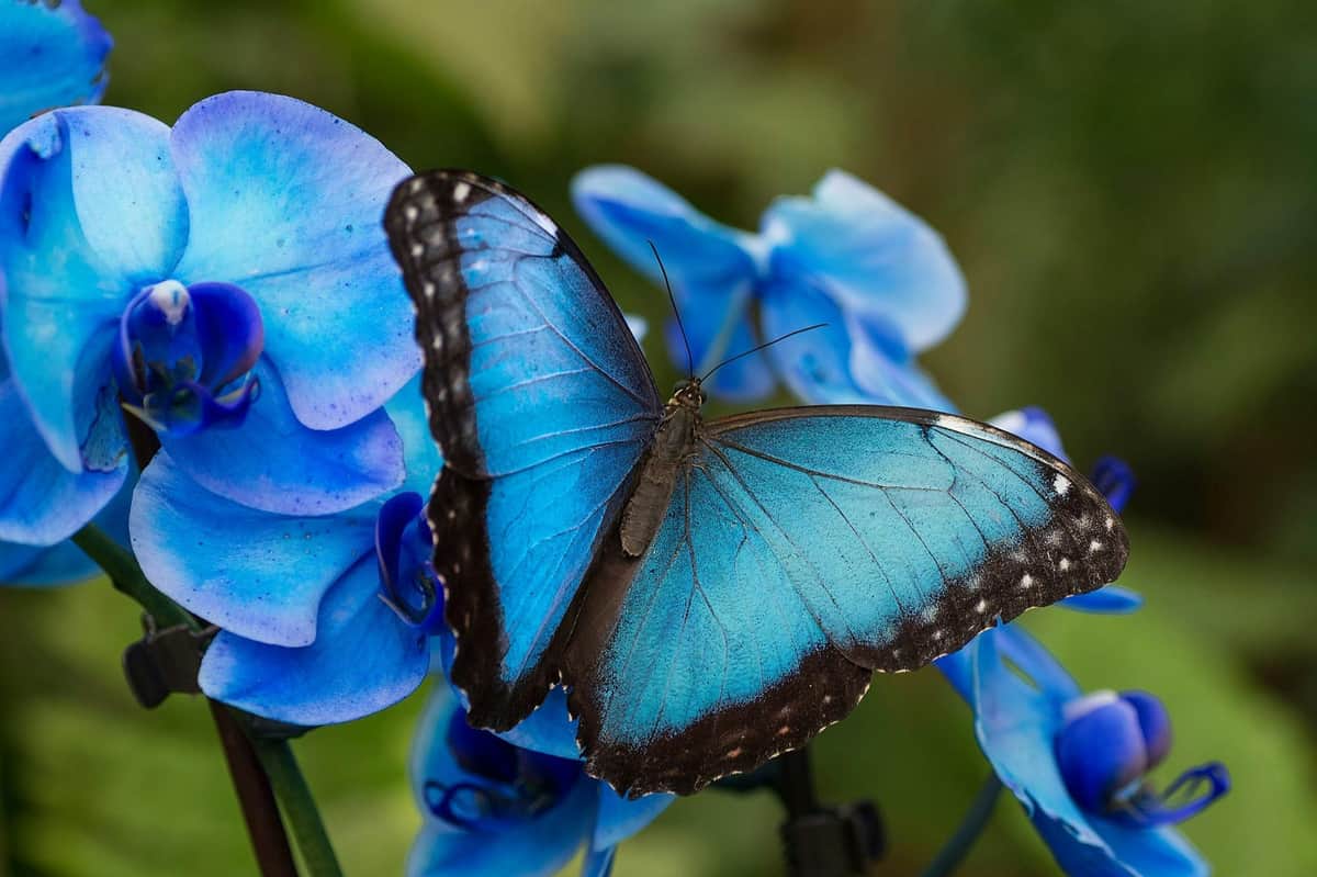 Benalmadena Butterfly Park: Entry Ticket A blue butterfly with black edges rests on vibrant blue flowers, with a blurred green background.