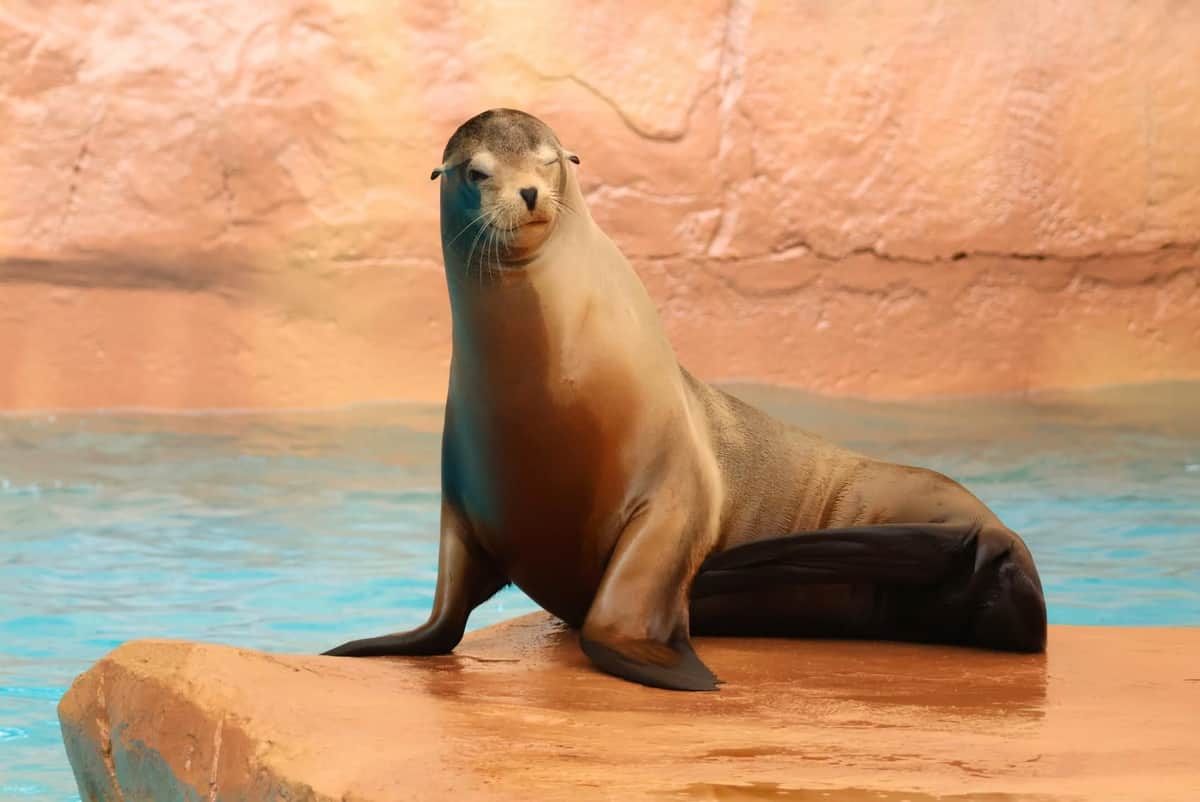 Selwo Marina: Entry Ticket A sea lion sitting on a rock next to a pool of water, with a textured wall in the background.