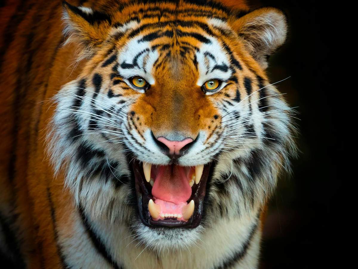Terra Natura Benidorm: Entry Ticket Close-up of a tiger with mouth open, showing teeth and a focused expression, against a dark background.