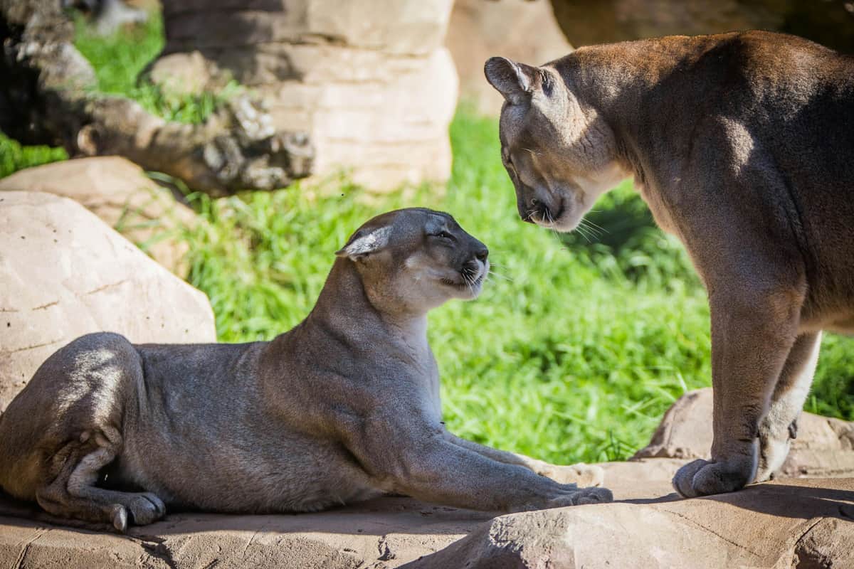Rancho Texas Lanzarote Park: Entry Ticket Two cougars interacting on a rocky surface, with one lying down and the other standing, in a grassy outdoor setting.