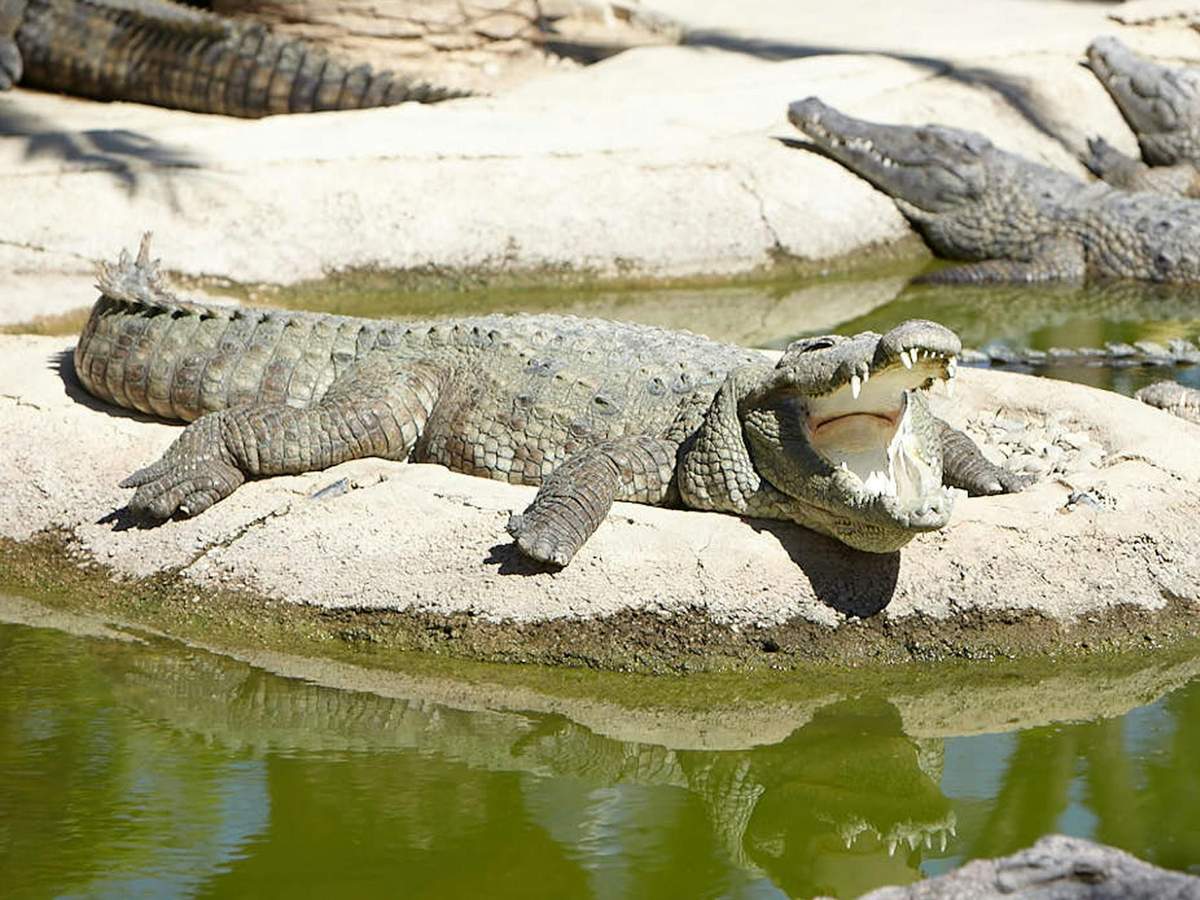 Crocodile Park Torremolinos: Entry Ticket A crocodile with its mouth open lies on a rocky surface beside green water, with another crocodile in the background.