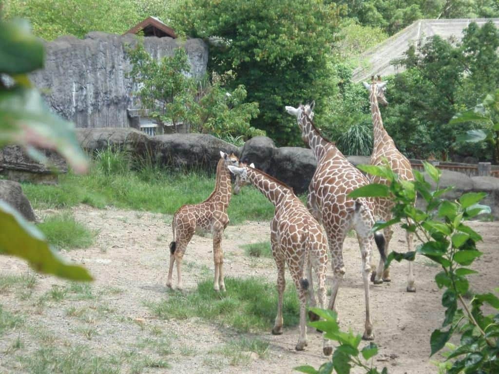 台北動物園:入場券 赤ちゃんを含むキリンのグループが、木と岩を背景にした動物園の囲いの中で一緒に立っています。