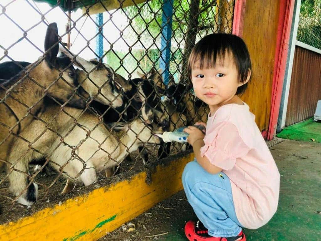 宜蘭の毛田ヤギ牧場:入場券+動物餌付け+陶芸絵画体験 柵の近くでしゃがんでいる幼い子供が、屋外で山羊にボトルを与えています。