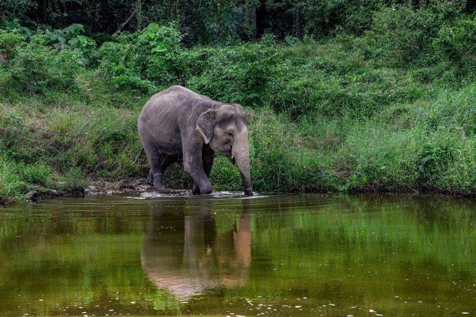 Bukit Elephant Park: Entry + Guided Tour + Transfers An elephant playing in the water