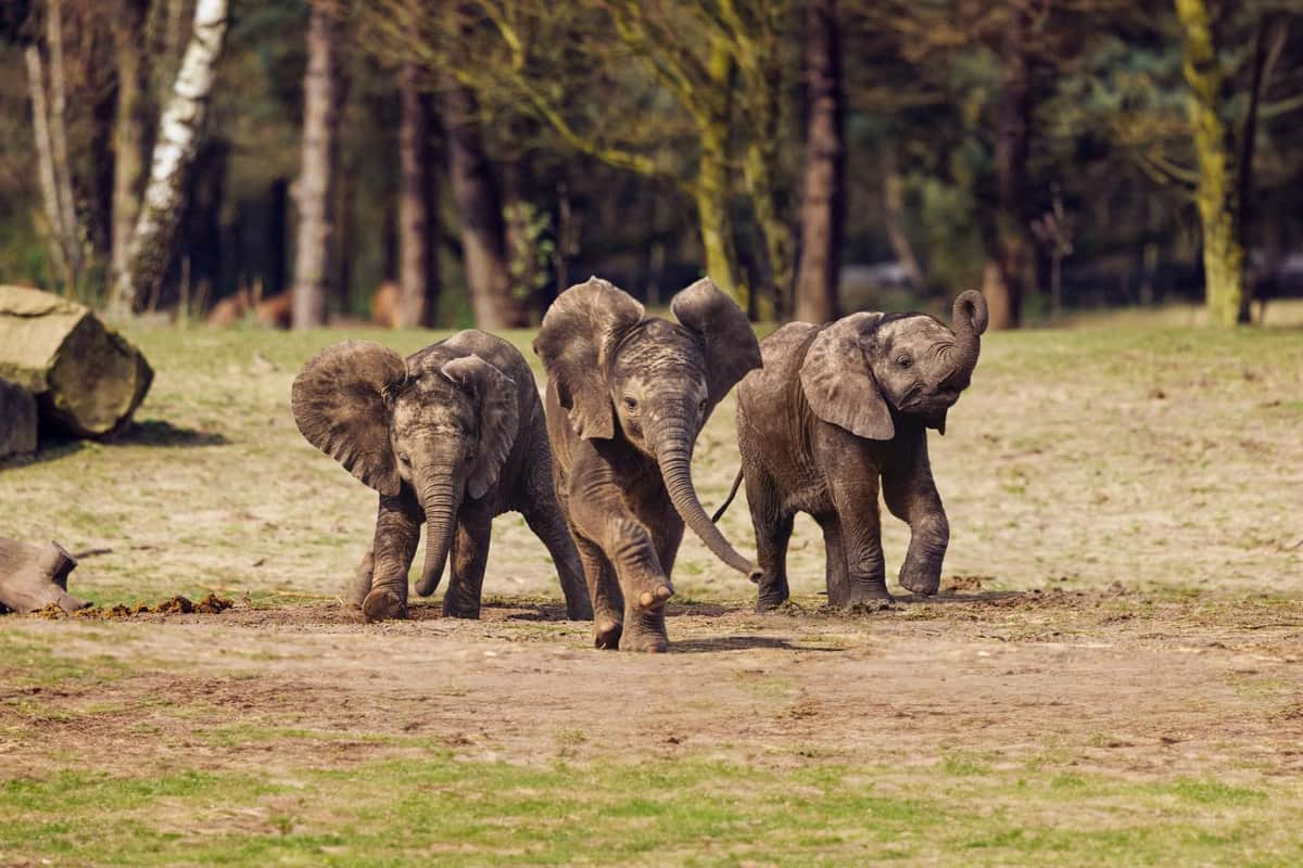 Safaripark Beekse Bergen Three Little Elephants