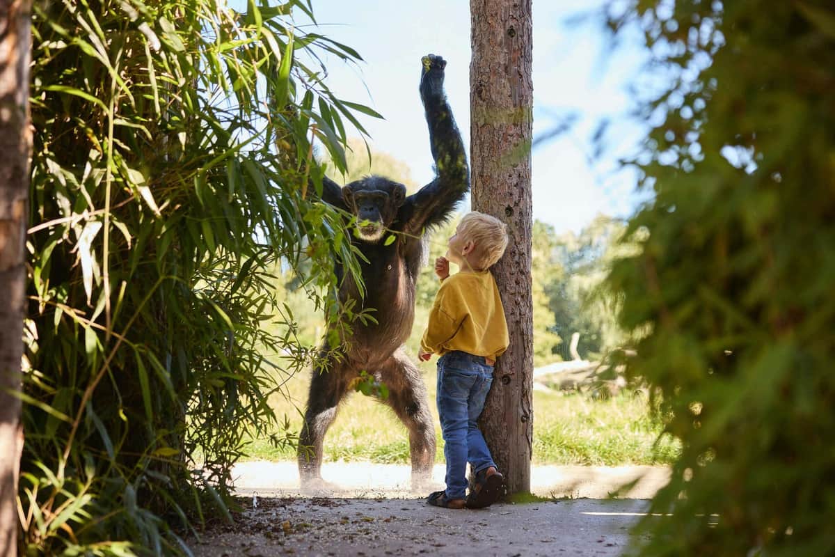 Eindhoven Zoo Chimpanzee & Child