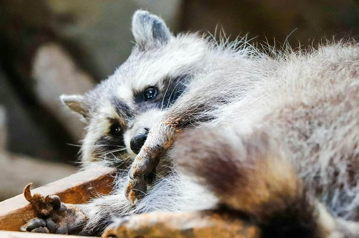 Emirates Park Zoo: Entry Ticket A close-up of a raccoon resting, looking towards the camera.