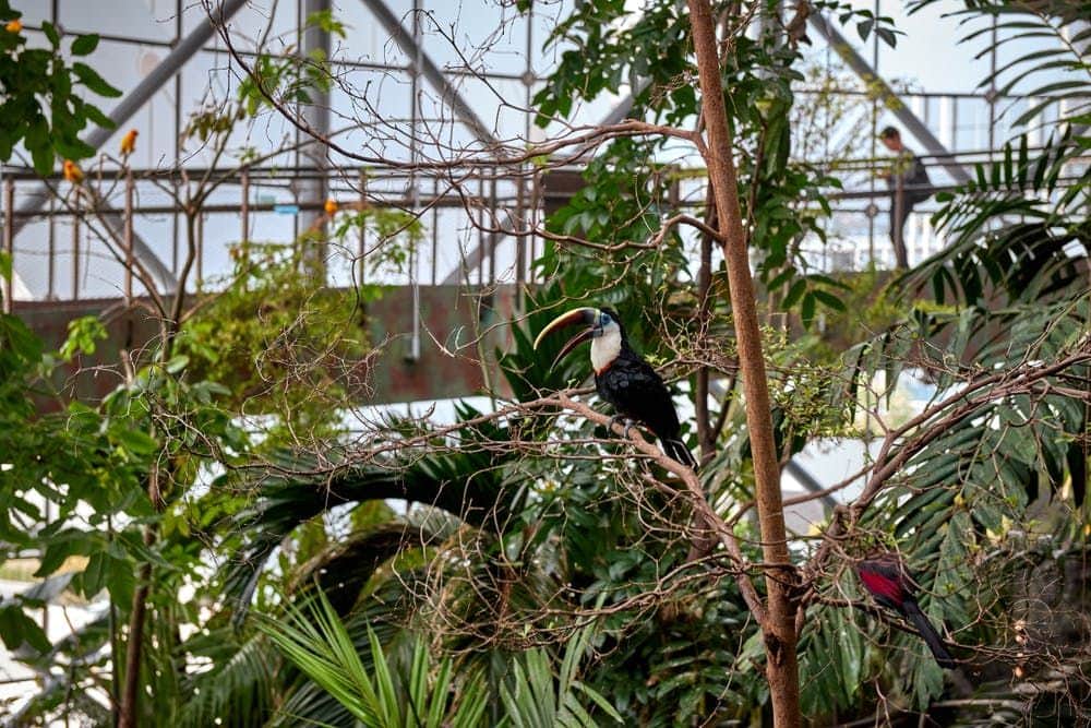 The Green Planet: Skip The Line Ticket Toucan perched on a branch surrounded by lush greenery, with a metal walkway and structure in the background.