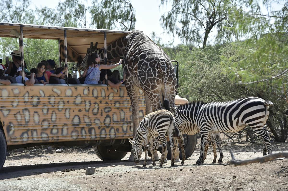 Out of Africa Wildlife Park: Entry Ticket A safari vehicle with a spotted pattern is surrounded by a giraffe and two zebras; children on board interact closely with the animals.