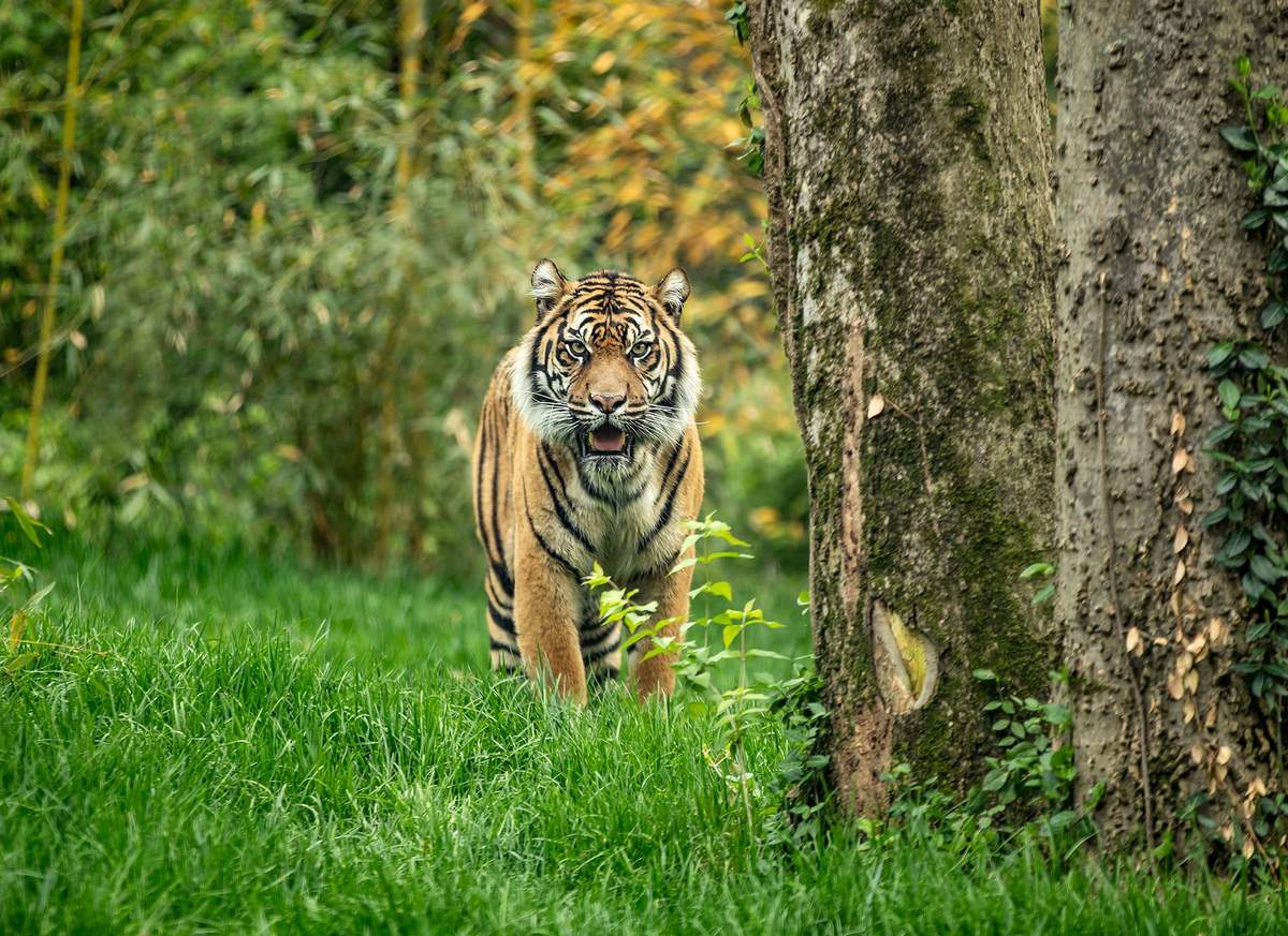 Nashville Zoo at Grassmere: Fast Track Ticket Nashville Zoo