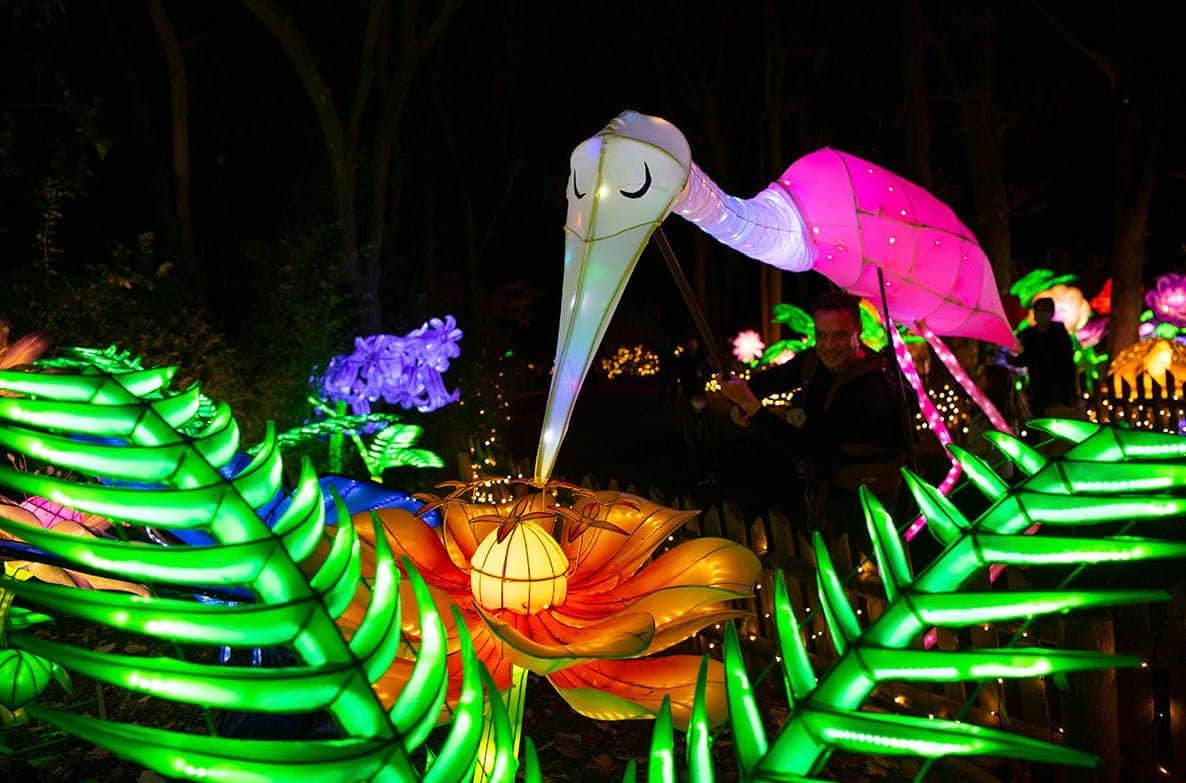 ブロンクス動物園:ホリデーライト 人物を背景に、夜の輝く植物の中で、ヘロンと花の彫刻が点灯しています。