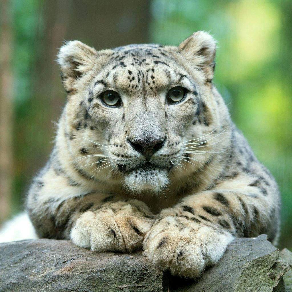 Central Park Zoo: Entry Ticket A snow leopard rests on a rock, looking directly at the camera with a blurred green background.