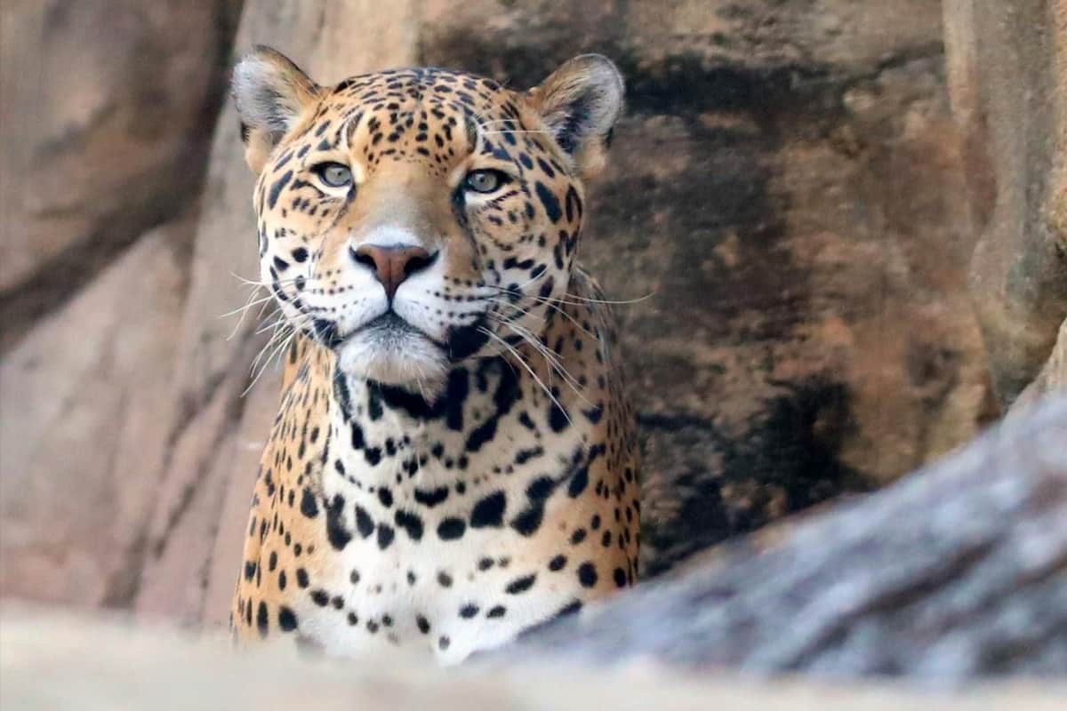 エルムウッド・パーク動物園: 入場券 岩のような背景を背景に、まっすぐ前を見つめている斑点のある毛皮を持つヒョウ。