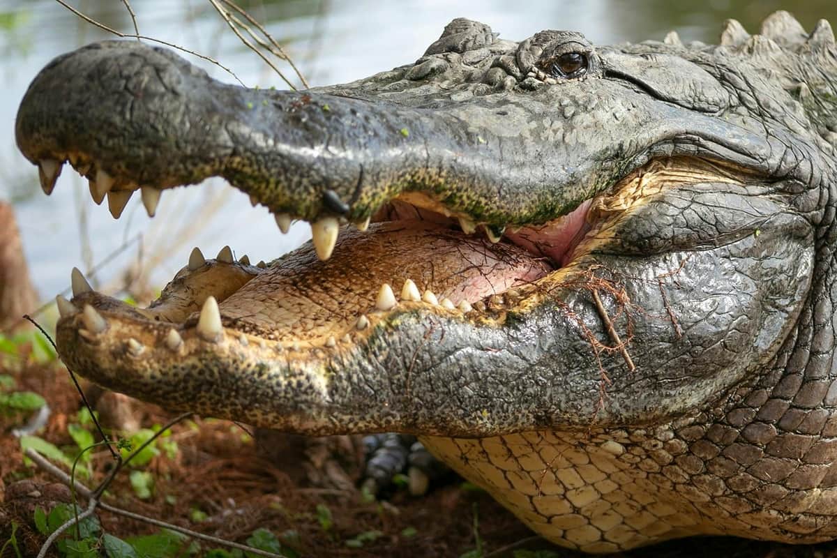 Gatorland Orlando: The Greater Gator Package Gatorland Orlando