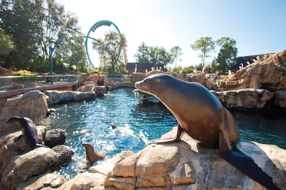 SeaWorld Orlando: Fast Track Ticket A sea lion lounges on a rock beside a pool, with another sea lion in the water. A roller coaster is visible in the background.
