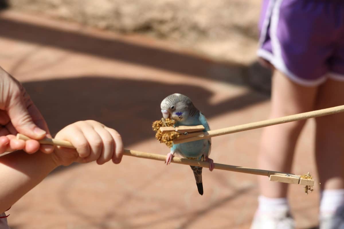 Peoria Zoo: Entry Ticket Budgie feeding