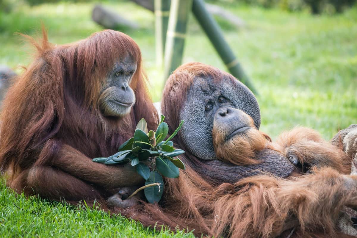 San Diego Zoo & Safari Park: 2-Visit Pass San Diego Zoo