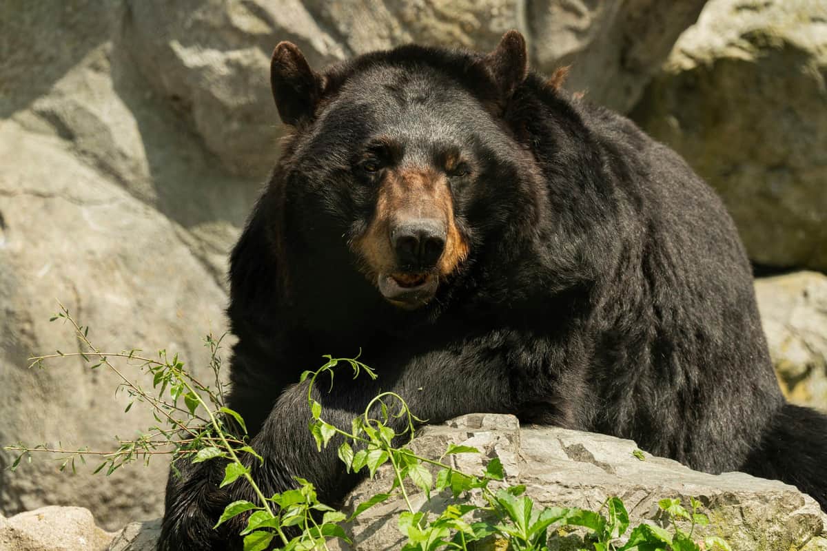 Stone Zoo: Entry Ticket A large black bear standing on rocks, surrounded by greenery, with a background of gray boulders.