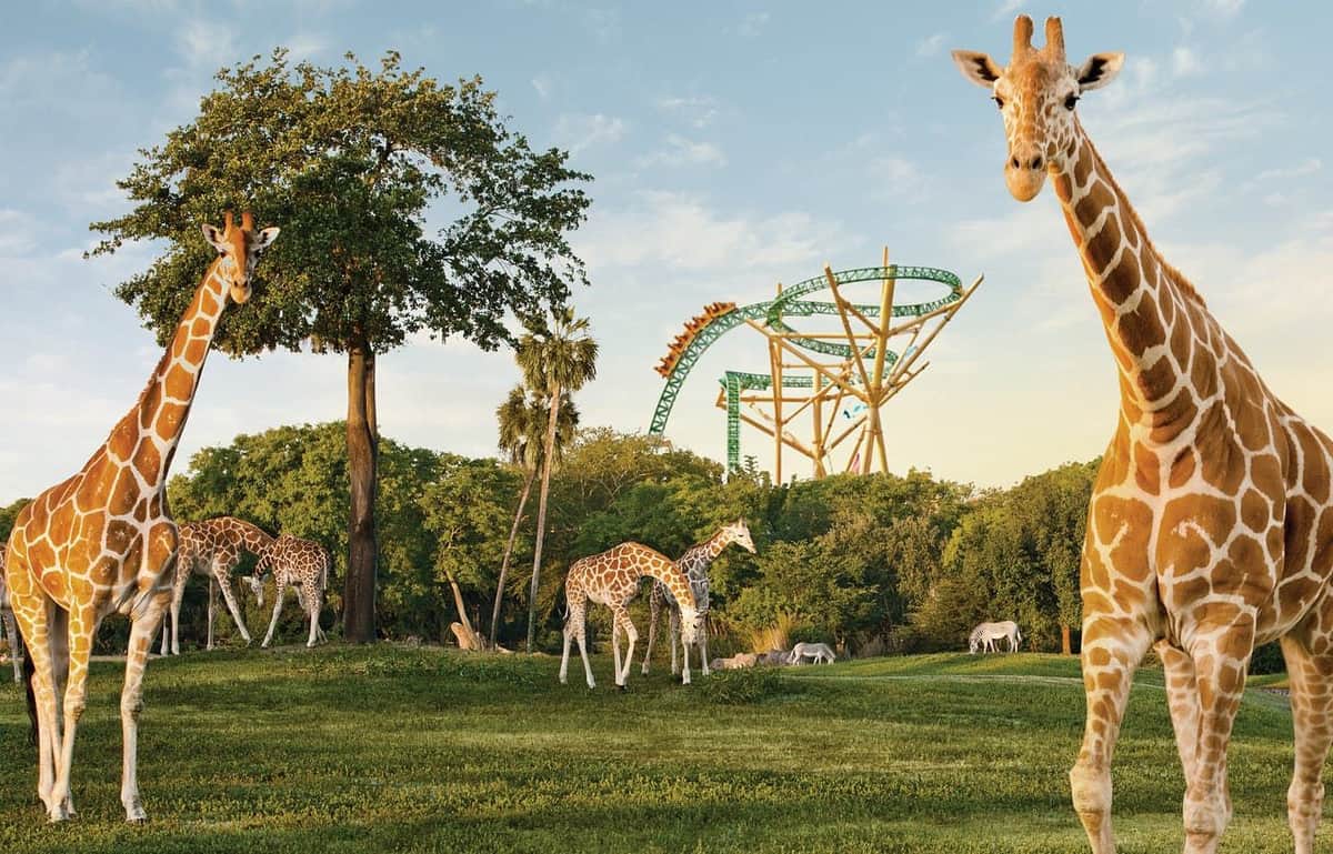 Busch Gardens Tampa: Entry Ticket with Optional Quick Queue Giraffes and other animals graze on grass with rollercoaster tracks and tall trees in the background under a clear sky.