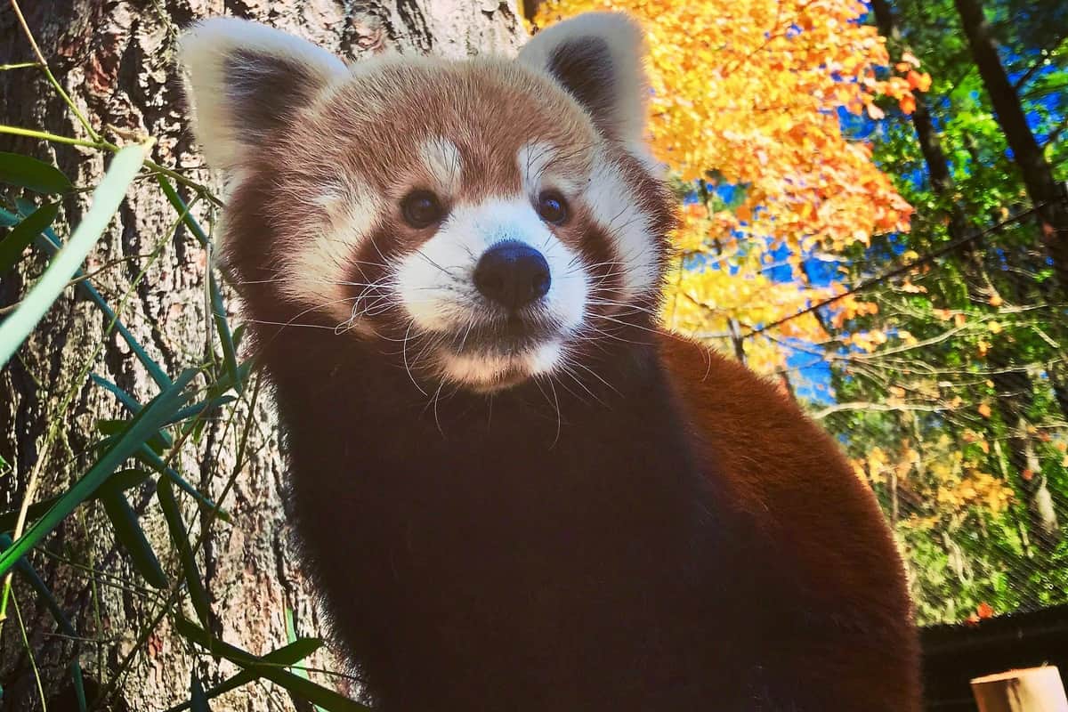 Oglebay Good Zoo: Entry Ticket Red Panda