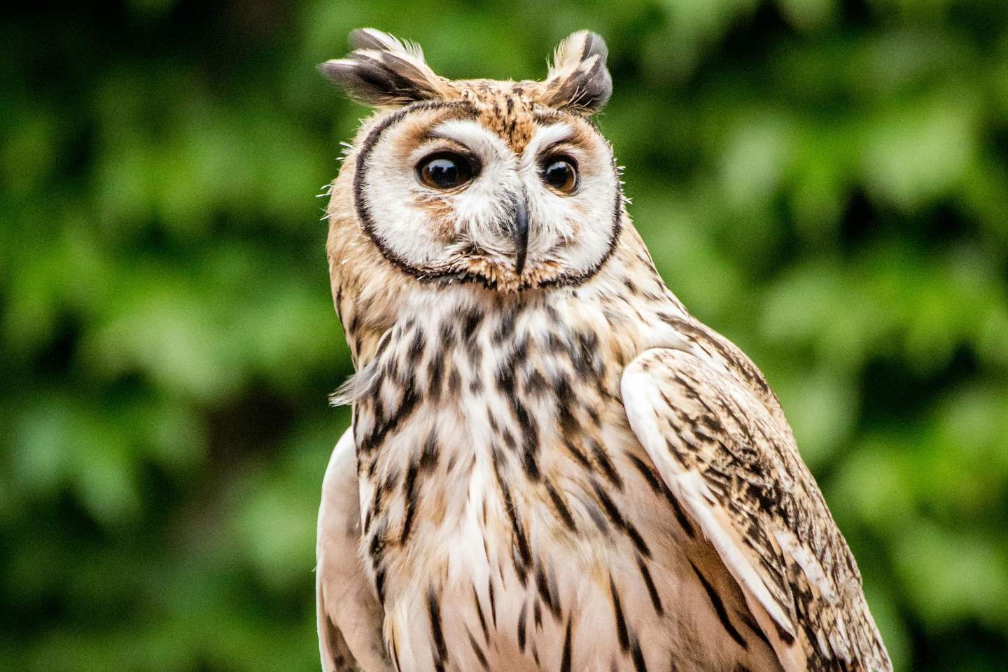 Temaikèn Zoo Close-up of an owl with large eyes and tufted feathers on its head, perched against a blurred green background.