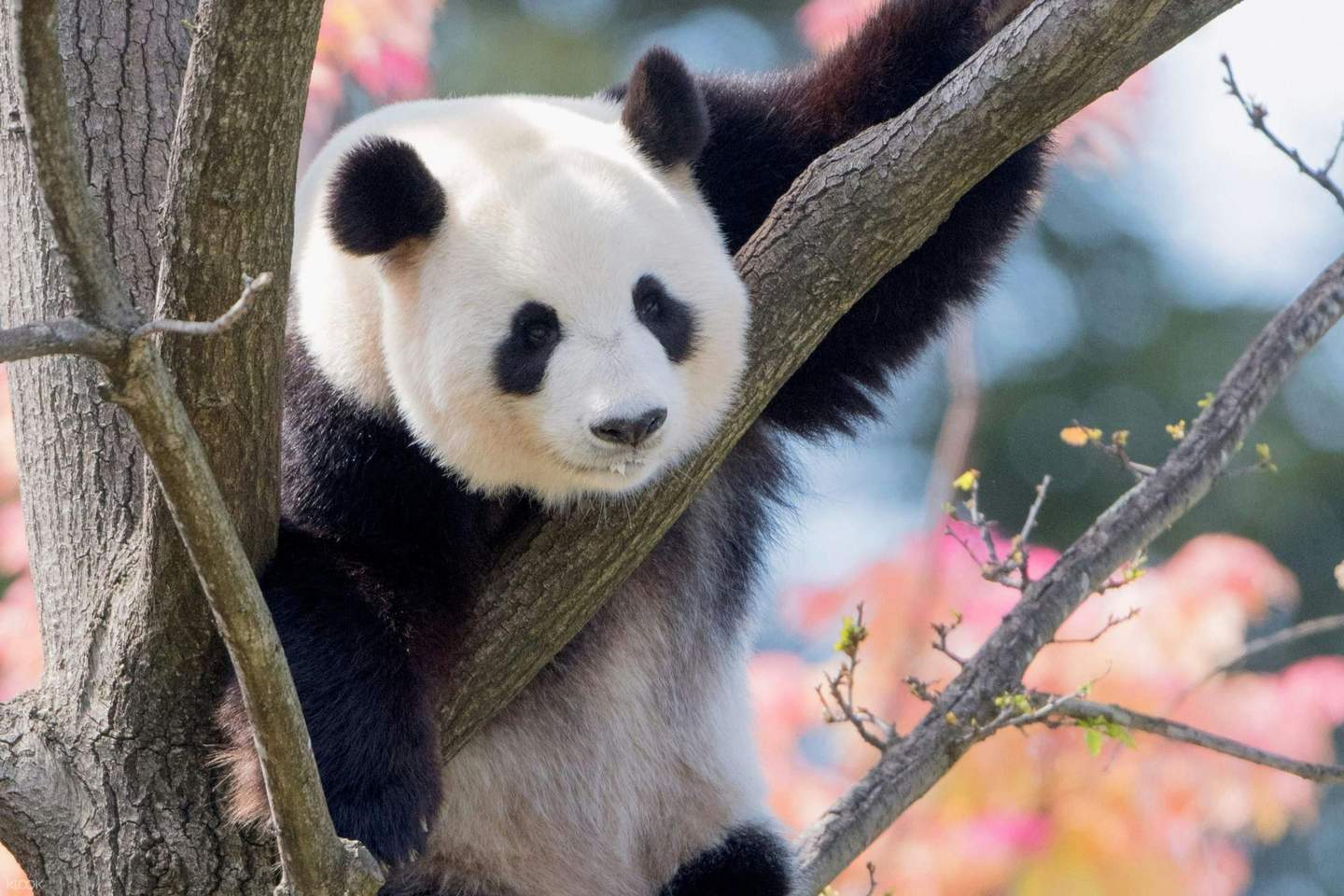 A panda bear climbing a tree branch with pink blossoms and a blurred natural background.