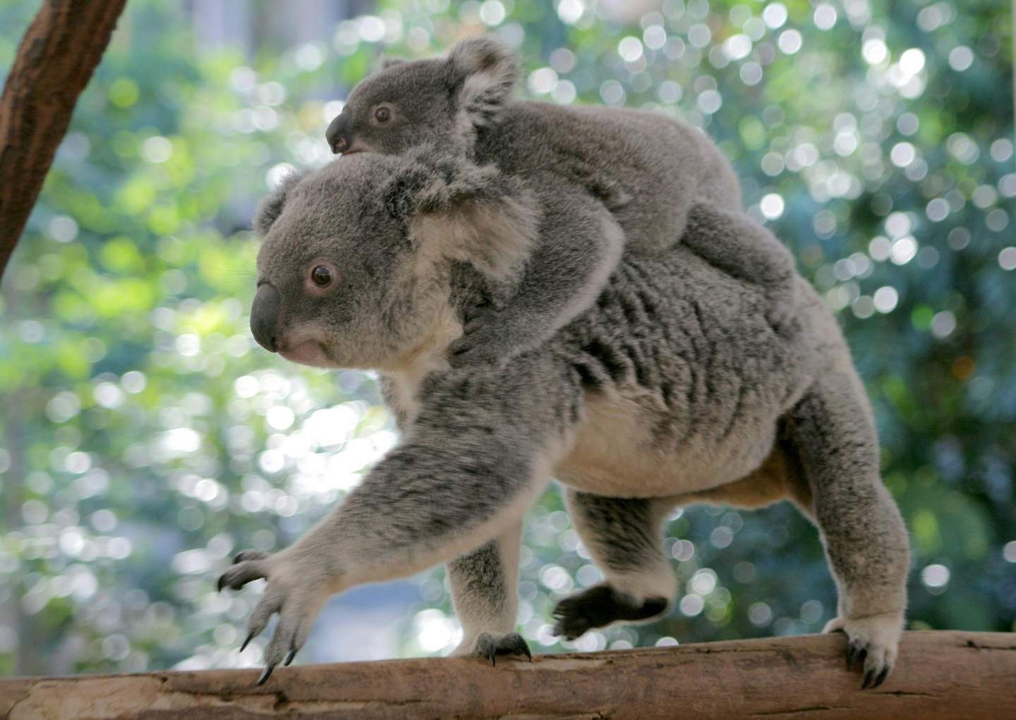 Lone Pine Koala Sanctuary A koala carrying a joey on its back walks on a tree branch with a blurred green background.