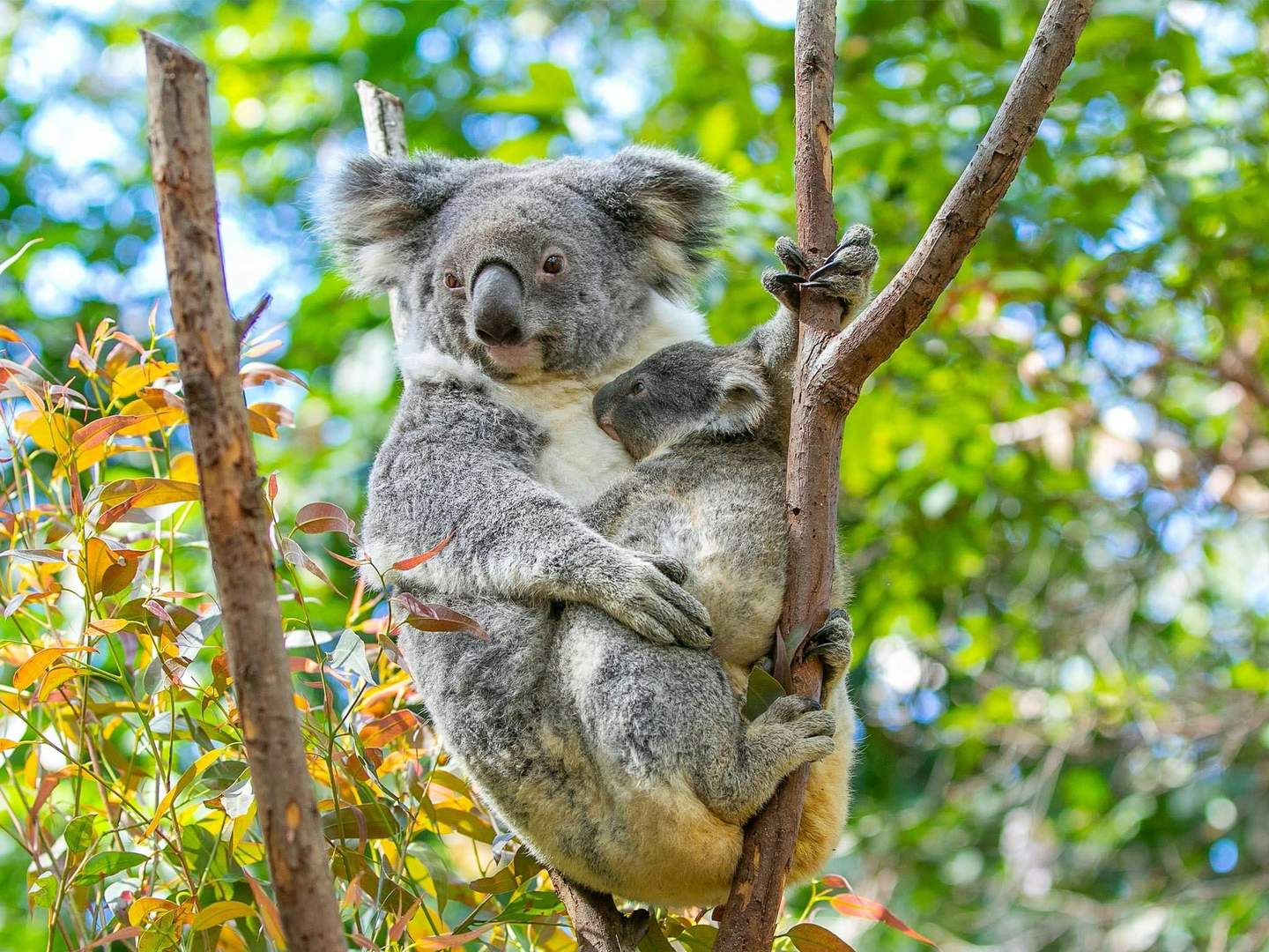 Currumbin Wildlife Sanctuary A mother koala and her joey cling to branches in a eucalyptus tree with green foliage in the background.