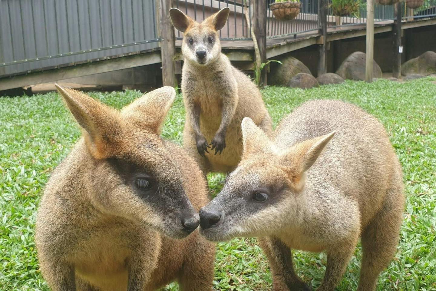 Kuranda Koala Gardens Kuranda Koala Gardens