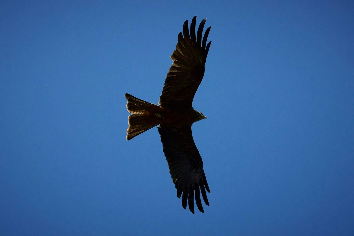 Capes Raptor Centre Brown Kite