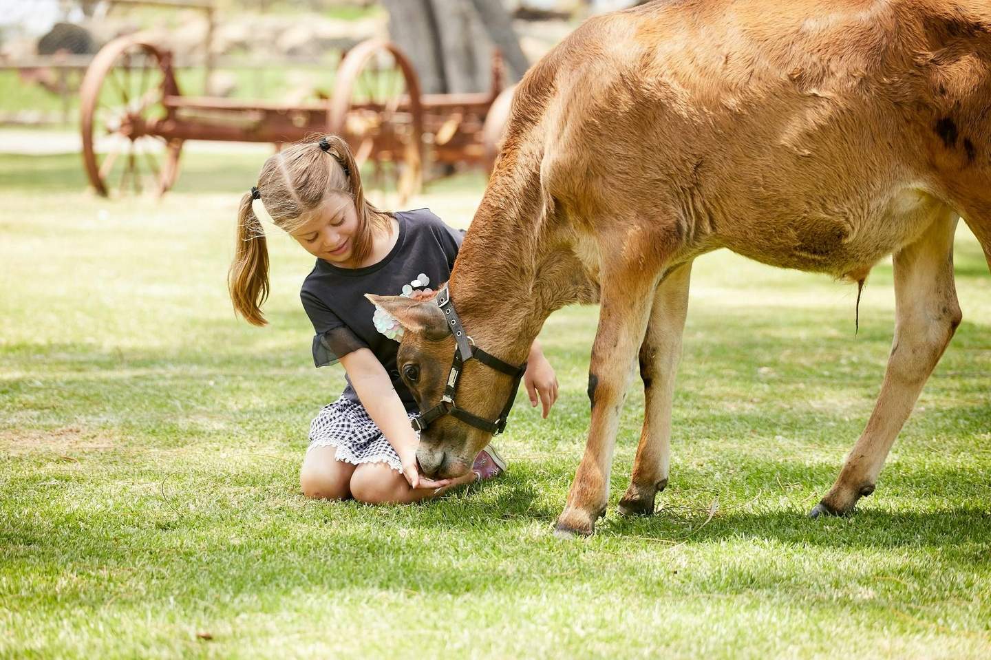 Oakvale Wildlife Park A young girl kneeling on grass feeds a brown calf, with old farming equipment visible in the background.