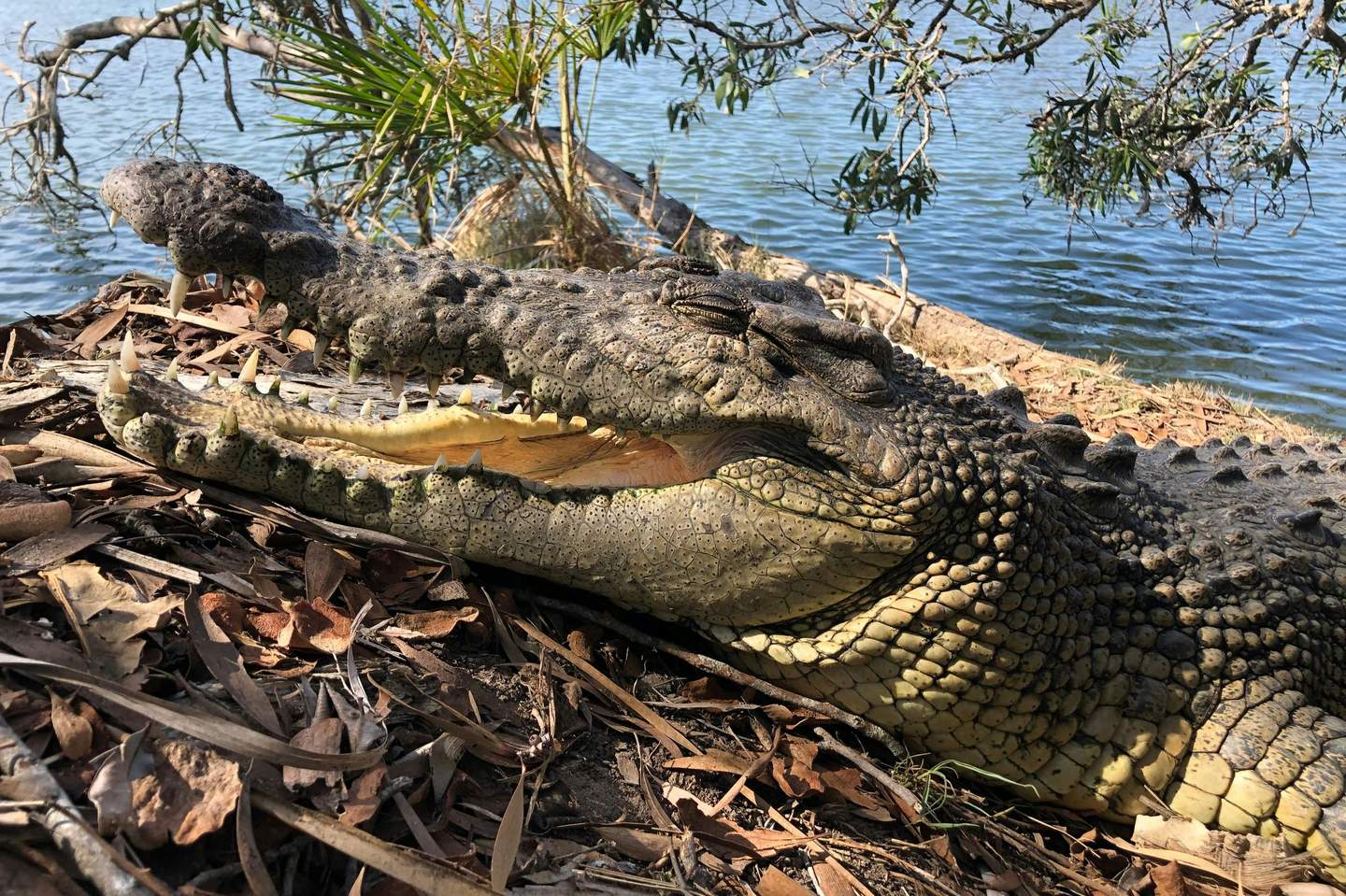 A crocodile with its mouth open lies on dry leaves near a body of water, with overhanging branches and foliage.