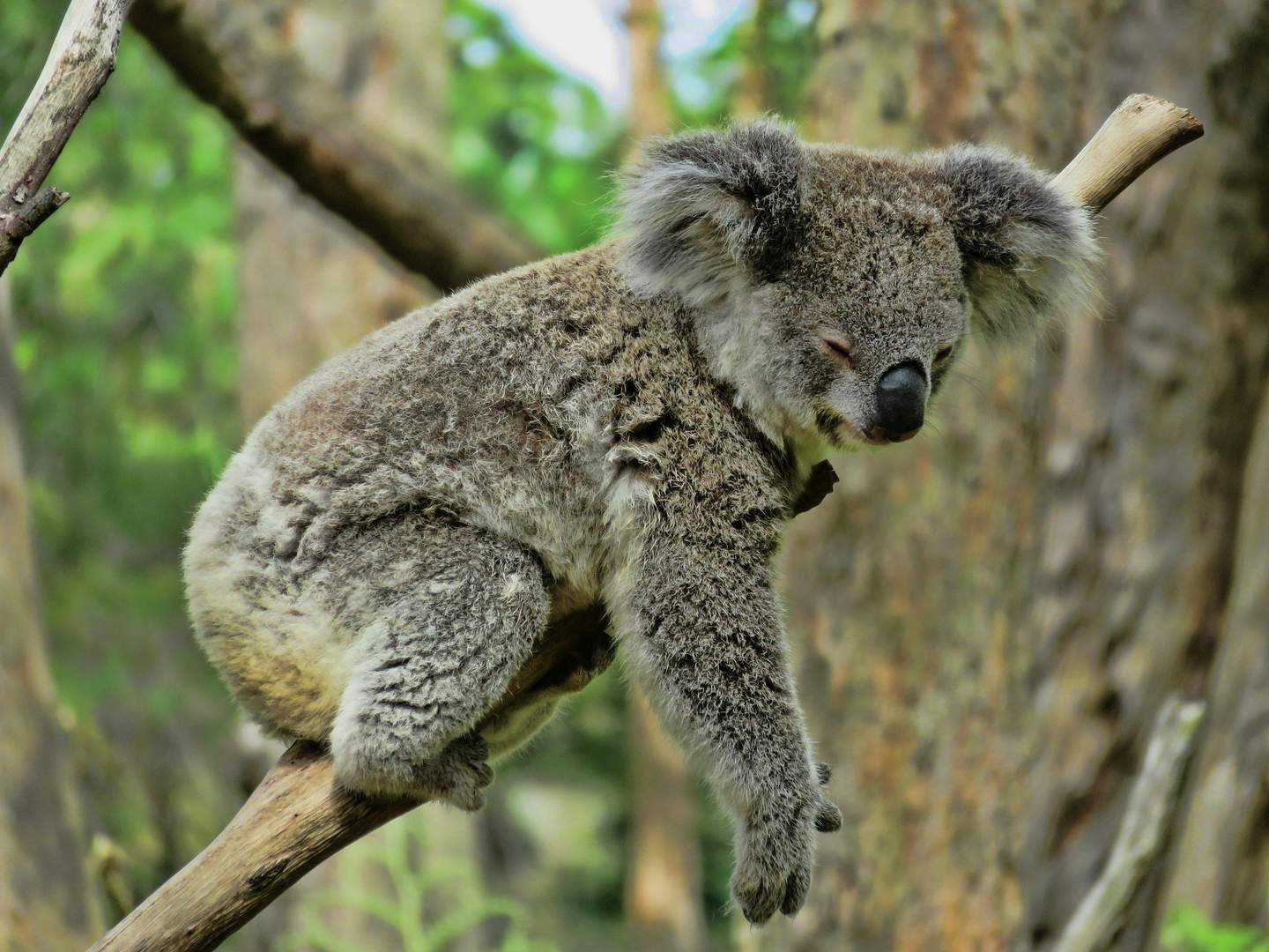 Australian Reptile Park A koala sleeps while clinging to a tree branch, surrounded by blurred green foliage and tree trunks in the background.