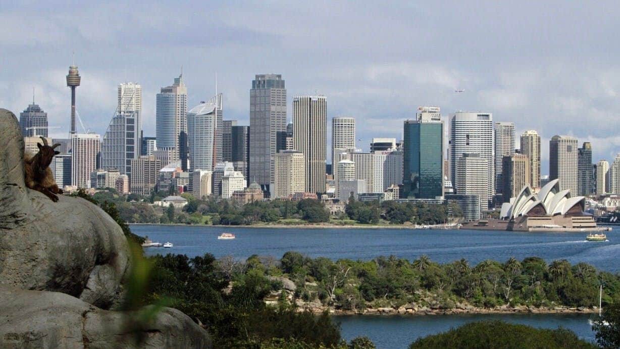 Taronga Zoo Sydney A goat sits on a rock overlooking Sydney Harbor with skyscrapers and the Sydney Opera House in the background.