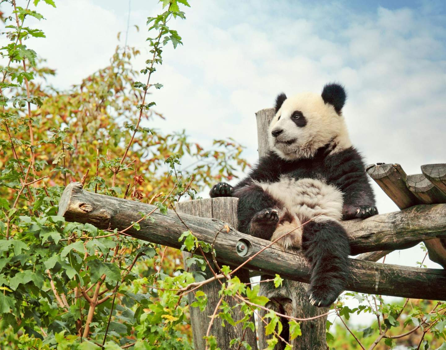 Schönbrunn Zoo A panda sits on wooden logs among green foliage, looking to the side with a cloudy sky in the background.