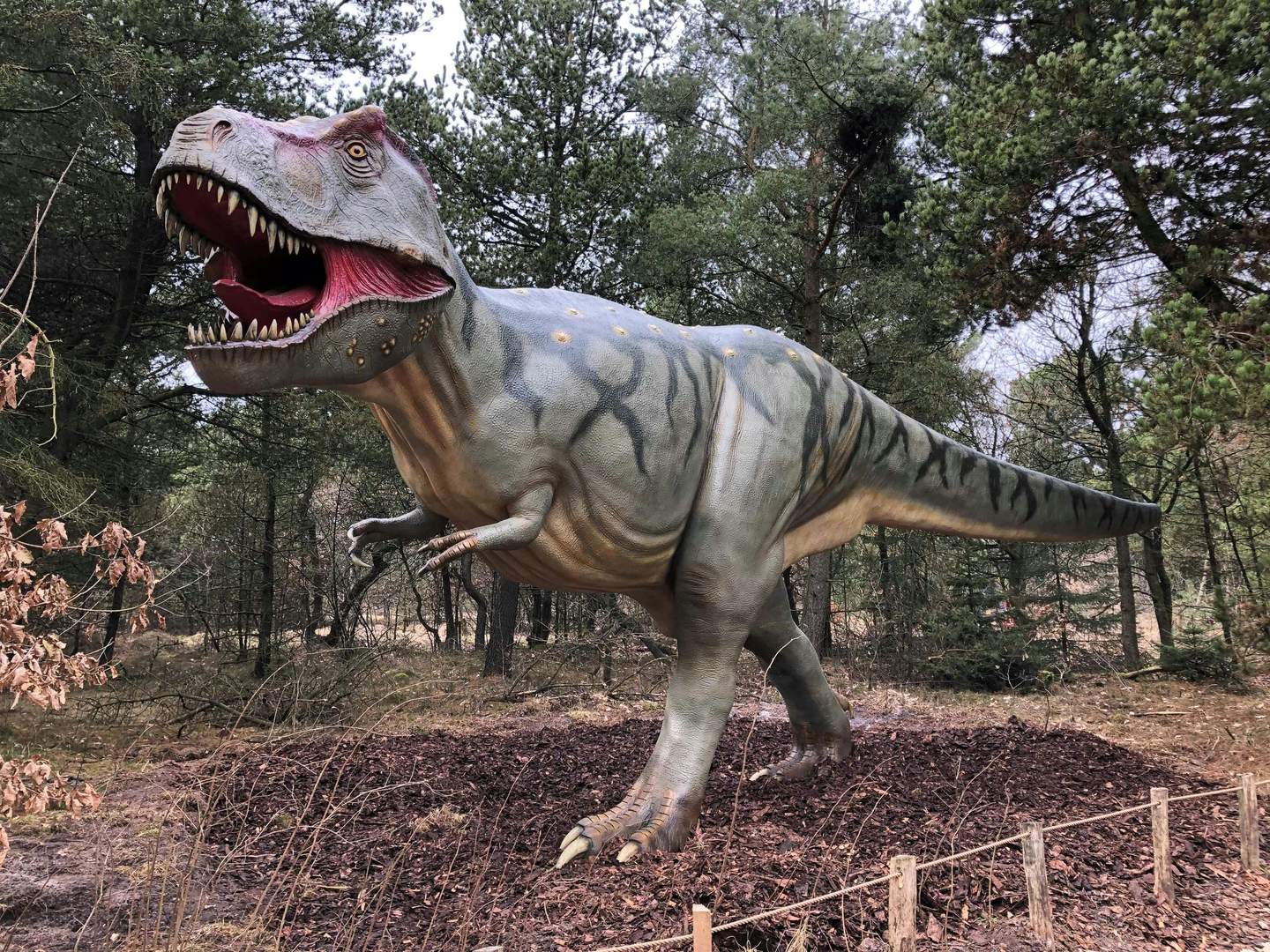 Givskud Zoo - Zootopia A large dinosaur statue with an open mouth, displaying sharp teeth, stands in a wooded area with trees and dry foliage.