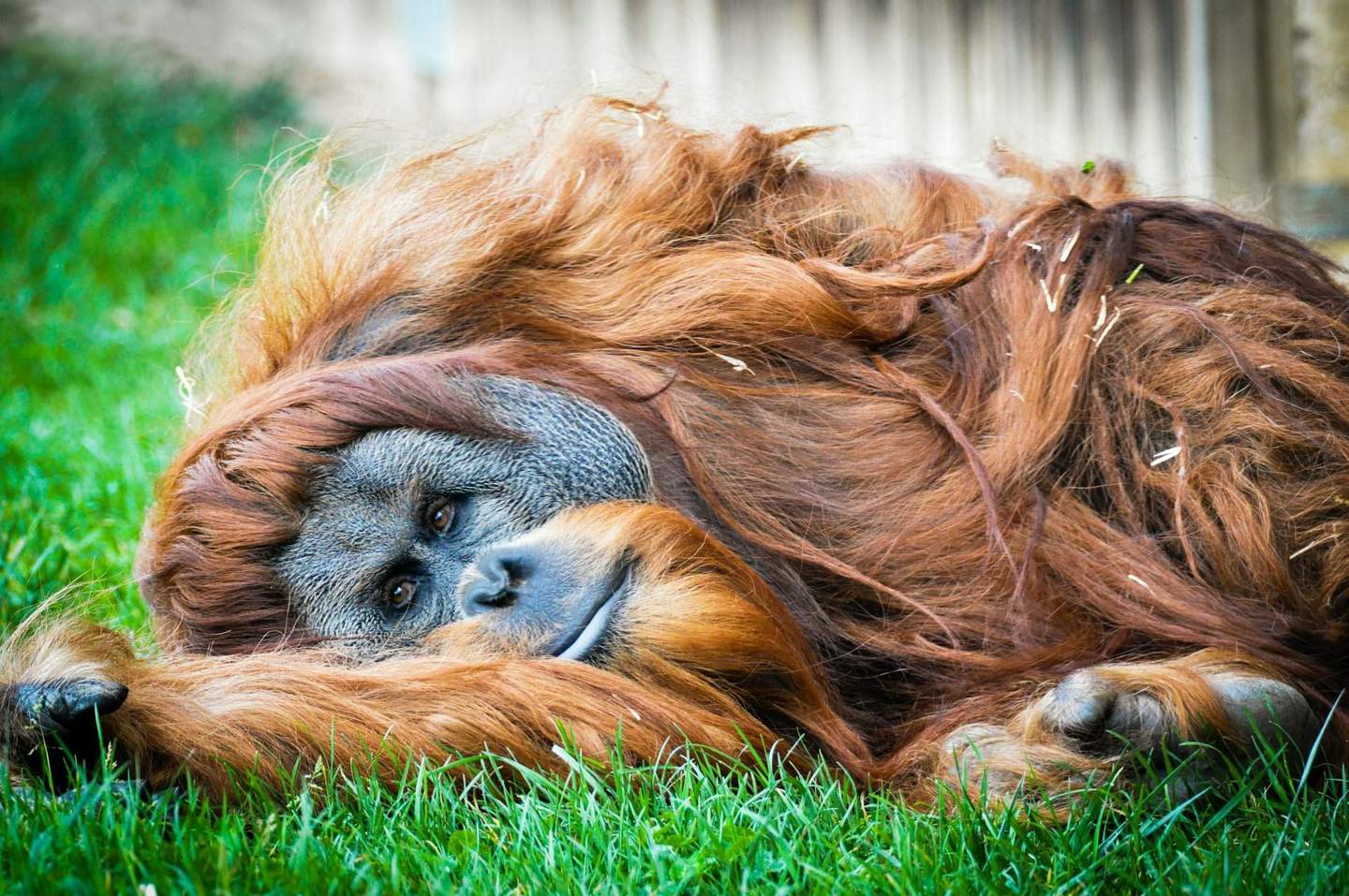 Amnéville Zoo An orangutan rests on green grass, gazing peacefully with its head and long reddish-brown hair lying on the ground.