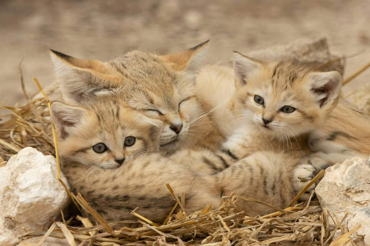 Lumigny Safari Reserve Chats des Sables