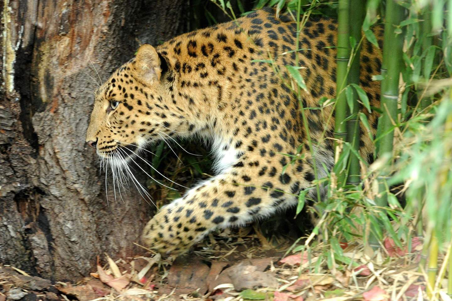 Ménagerie du Jardin des Plantes A leopard prowls through foliage near a tree trunk.