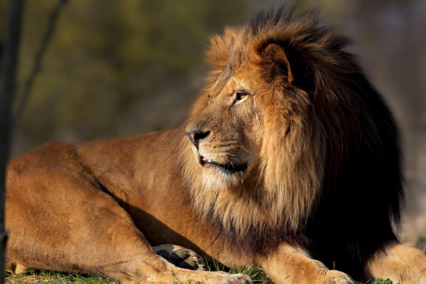 Paris Zoological Park (Parc Zoologique de Paris) A lion with a large mane lies on grass, gazing to the side, set against a blurry, natural background.