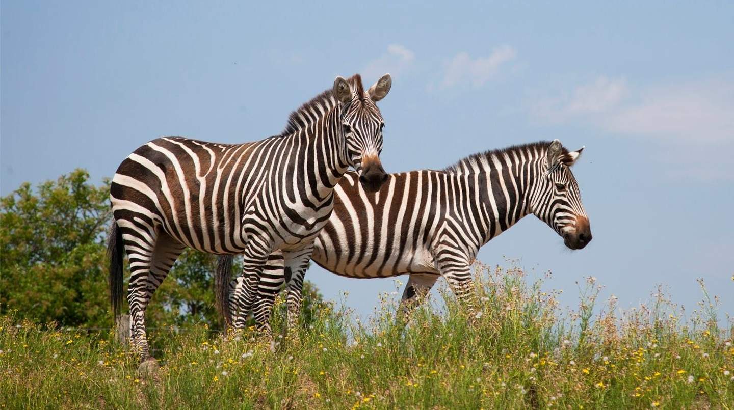 Safari de Peaugres Two zebras stand in a grassy field with wildflowers, under a blue sky.