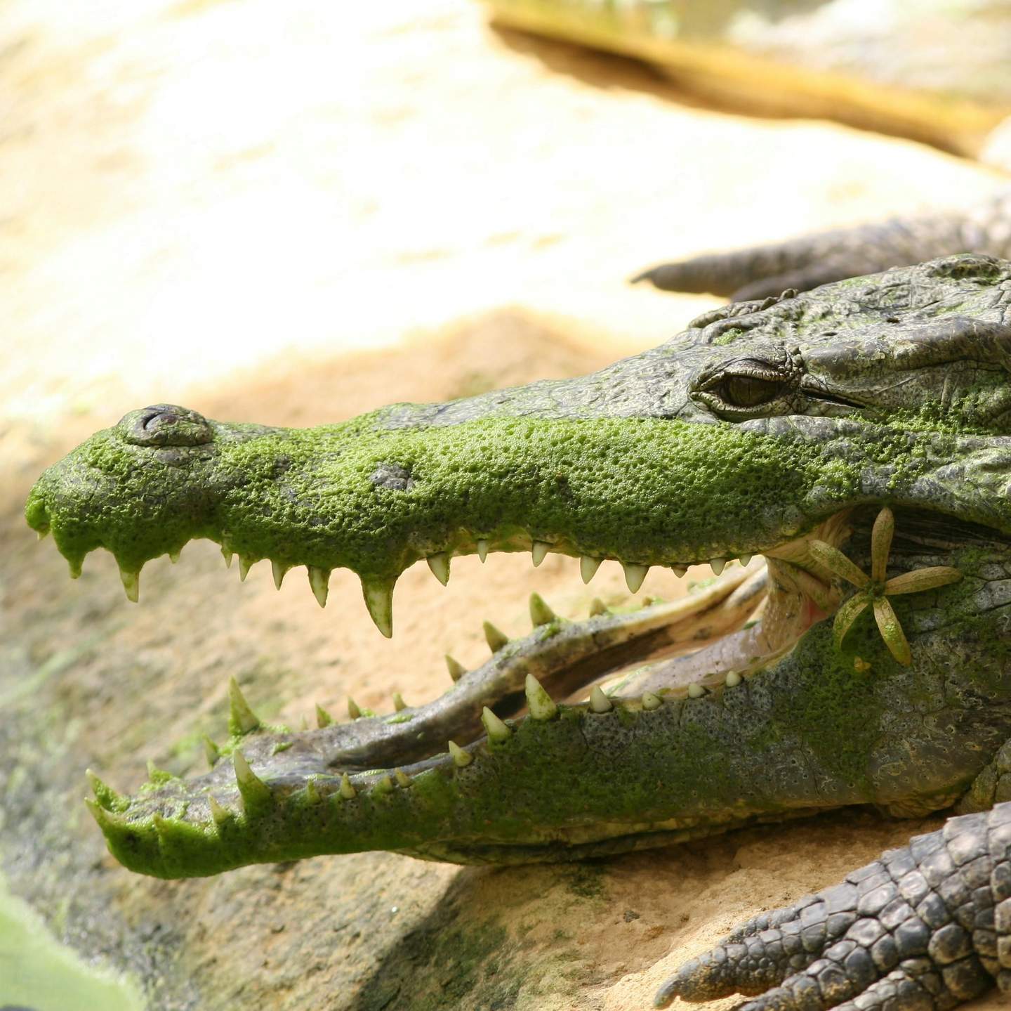 La Ferme aux Crocodiles Close-up of a crocodile's head covered in algae, with its mouth open displaying sharp teeth, lying on a sandy surface.
