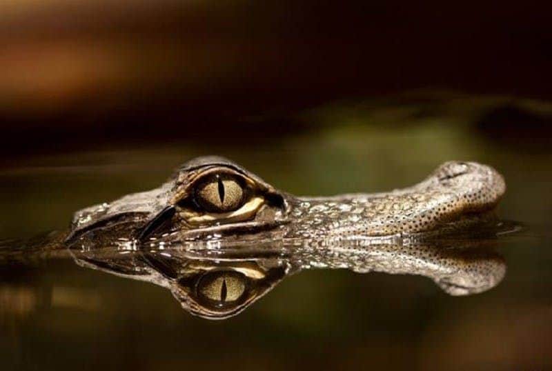 Planet Exotica A crocodile's eye and snout partly submerged in water, with its reflection visible on the water's surface.