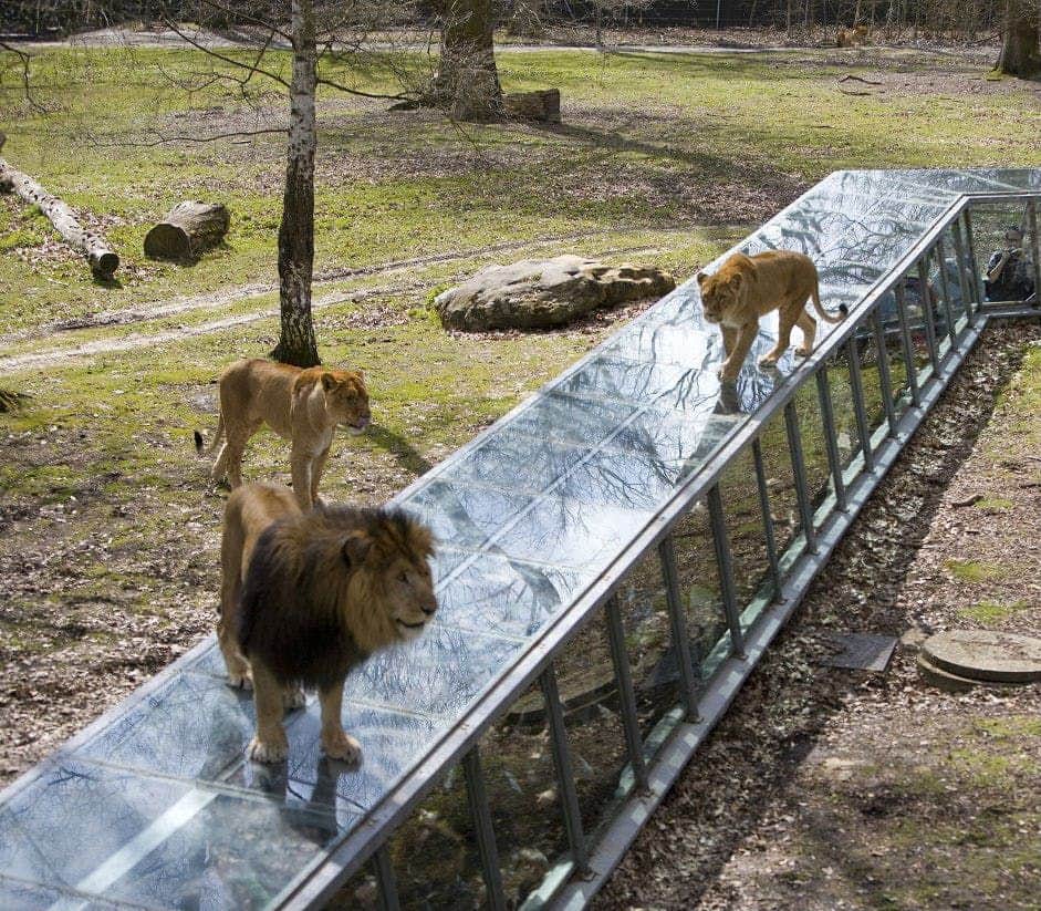 Safari de Thoiry Lions are walking on and beside a glass tunnel in an outdoor enclosure with trees and rocks.