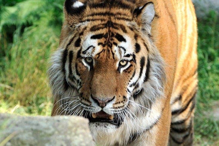 Cologne Zoo & Aquarium Tiger