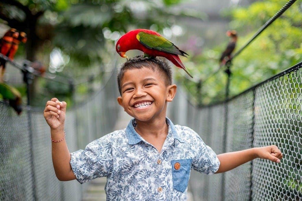Bali Bird Park A smiling boy with a bird on his head, standing on a suspension bridge in a lush, green environment.