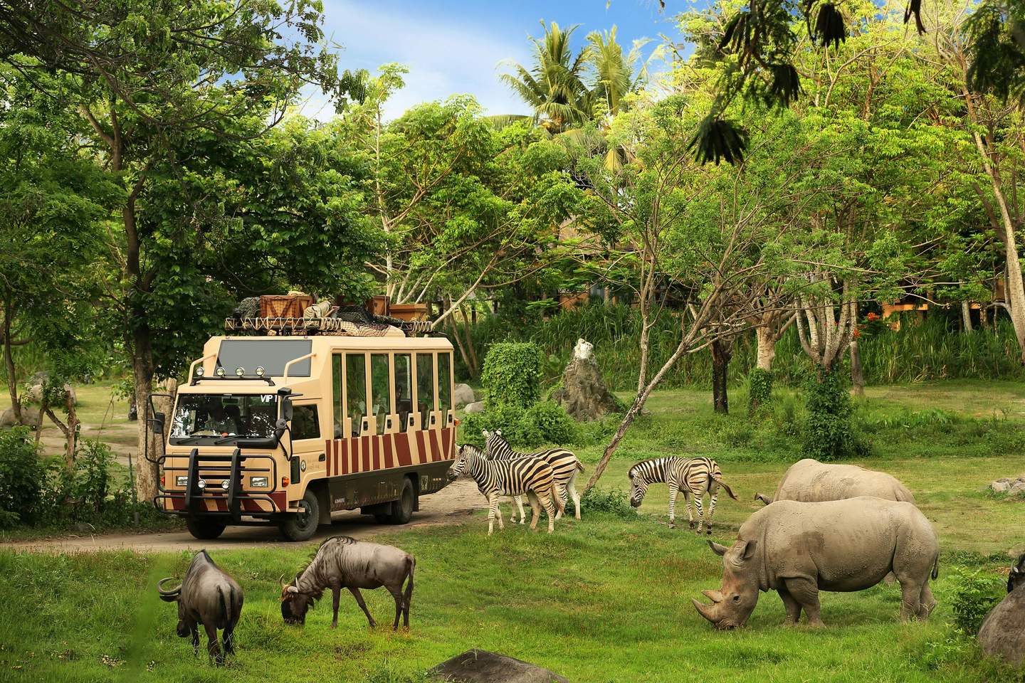 Bali Safari & Marine Park Safari bus in a green landscape with zebras, rhinos, and wildebeests grazing nearby. Dense trees and blue sky background.