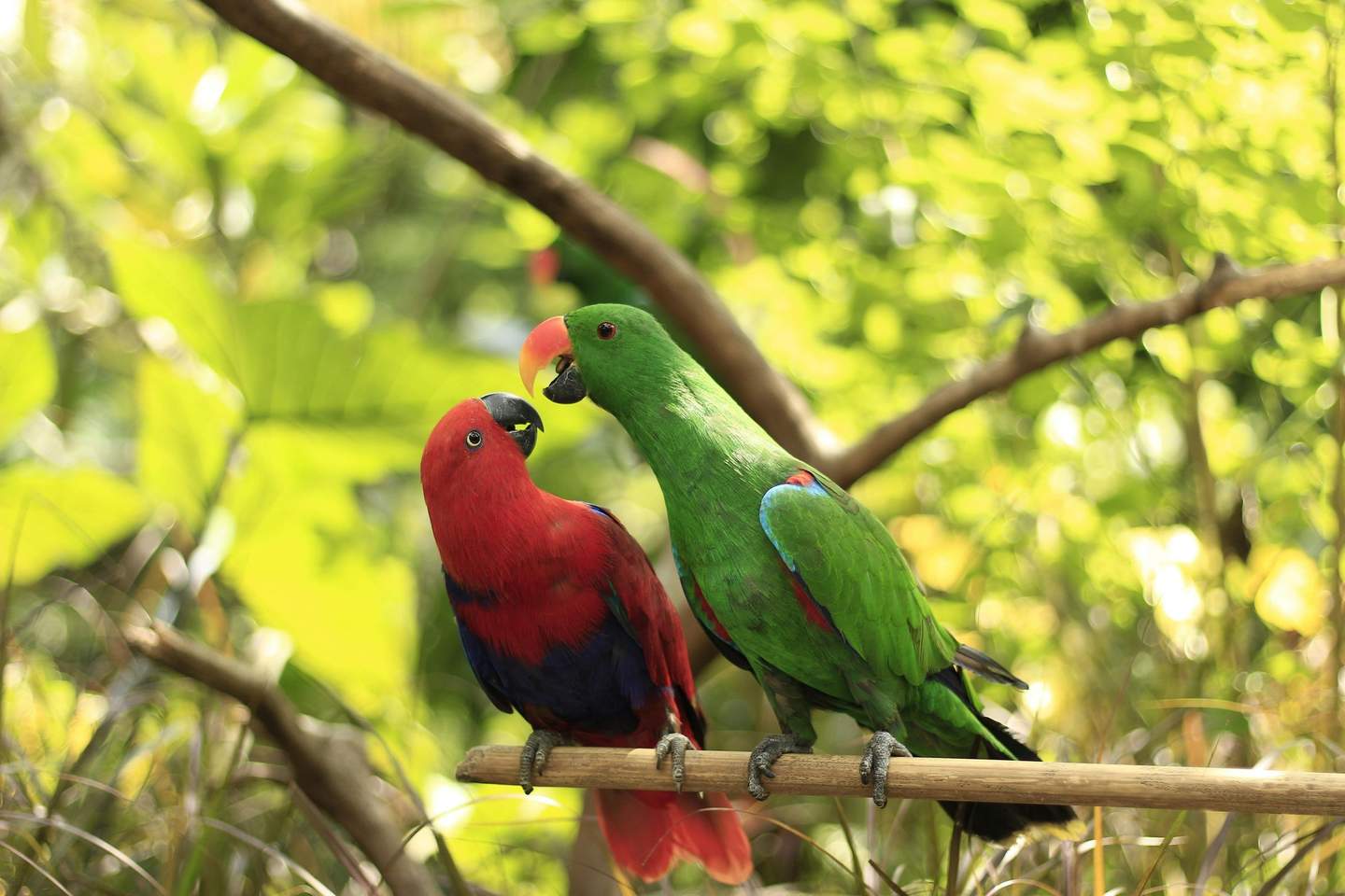 Lombok Wildlife Park A red and blue parrot and a green parrot perch on a branch surrounded by lush greenery.
