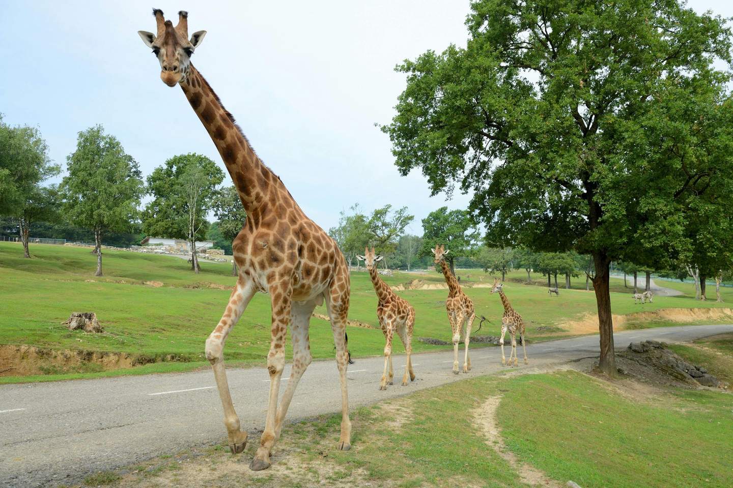 Pombia Safari Park Giraffes at Safari Park Pombia