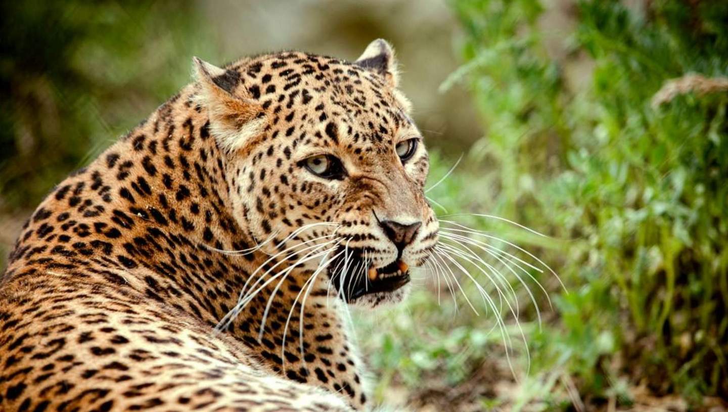 Zoo der Abruzzen Ein Leopard mit geflecktem Fell liegt im Gras und blickt mit leicht geöffnetem Maul zur Seite, wobei seine Zähne und Schnurrhaare zu sehen sind.